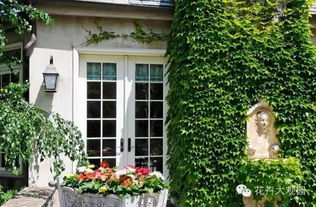 藤本月季品种， 露台栽植佳选