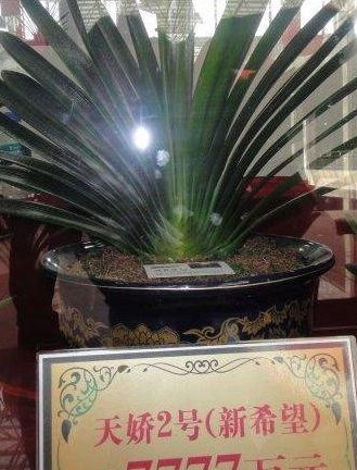 君子兰哪个品种最值钱？天价品种“大富贵”养护特征详解