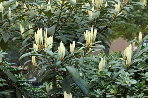 枇杷的种植条件