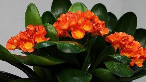 家里没肥料？厨房里者阝是宝