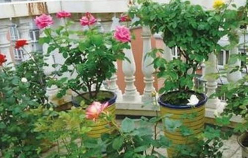 耐阴花卉种北方阳台？试试这几种