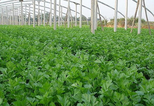 芹菜根腐病的治疗：如何选择高效药剂？