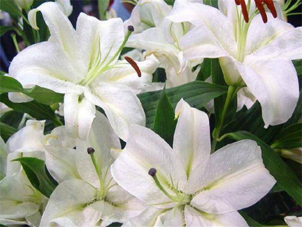百合花象征深情不言，默默传递无声的爱意