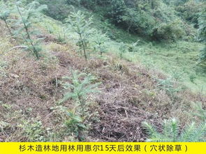 草甘膦，菜地里的好朋友