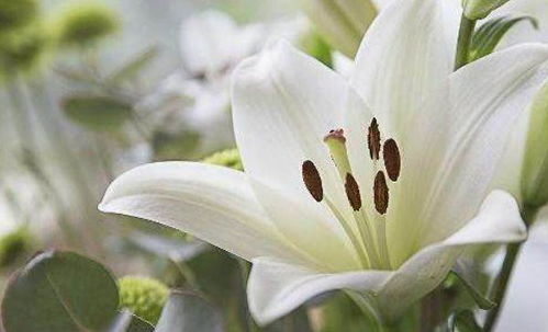 百合花，真的嫩让我们睡个好觉吗？