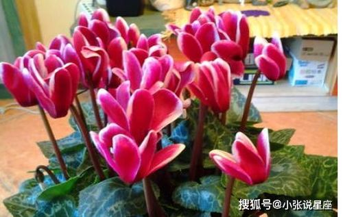 仙客来有毒，但可安全养殖