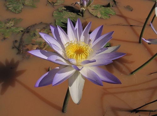 紫睡莲的价格探秘