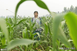 玉米防虫子用药，你真的懂吗？
