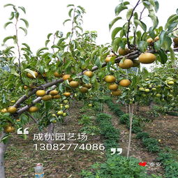 杏树播种时间的重要性