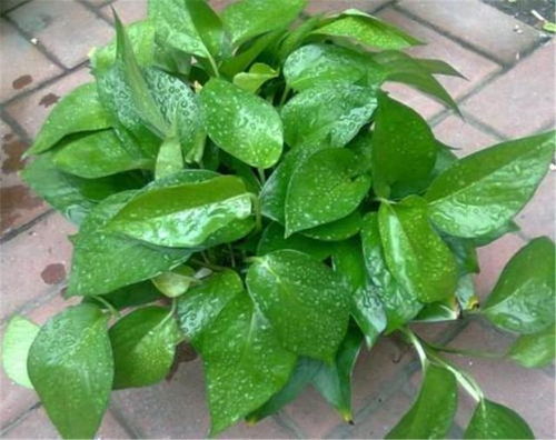 绿萝萎蔫速解秘籍，植物急救新主张