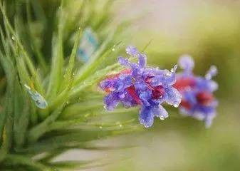 3. 富贵竹：四季常青的绿植小嫩手