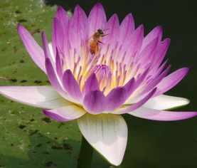 迷你睡莲， 小地方的大风景