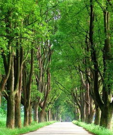 二、景观要求，树木的舞台