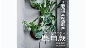 万年青绽放瞬间，你见过吗