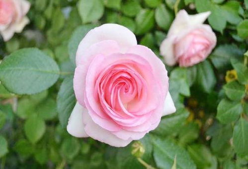 月季花的种植季节