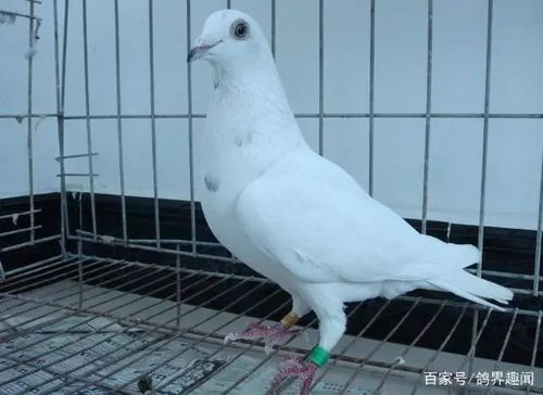 信鸽喂哪些品牌的鸽子饲料比较好，性价比高且营养全面？