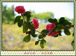 春回大地，百花争艳：揭秘春季绽放的迷人花卉