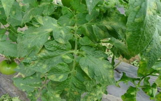 一、阿米妙收Neng与什么杀菌剂混合