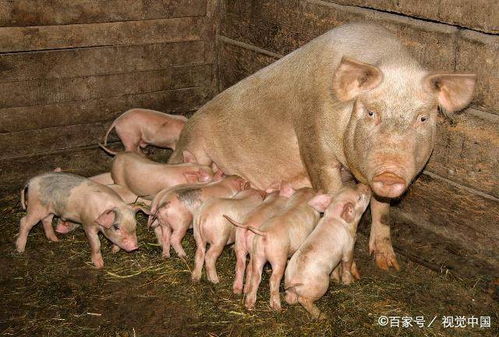 母猪保健强，猪场效益旺