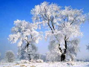 雪中的梅花， 美得像梦一样