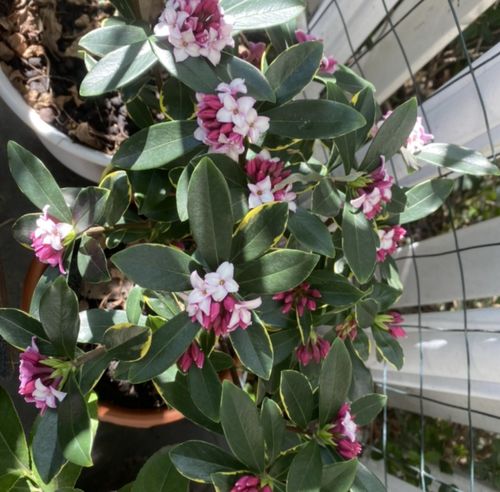瑞香花叶子发黄怎么办？有哪些有效的黄叶防治方案
