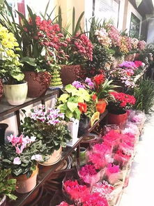 校园绿化：那些五彩斑斓的小精灵