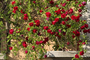 蝴蝶之吻月季：英国的美丽邂逅