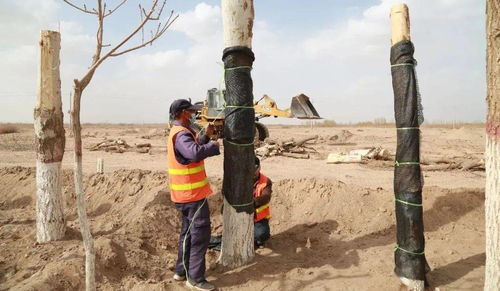 树木移植的奥秘，你真的懂吗？