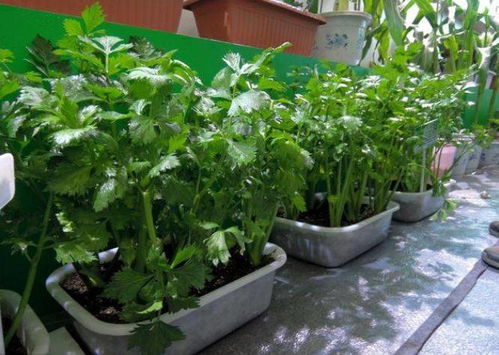 土豆：地下宝藏， 凉爽生长