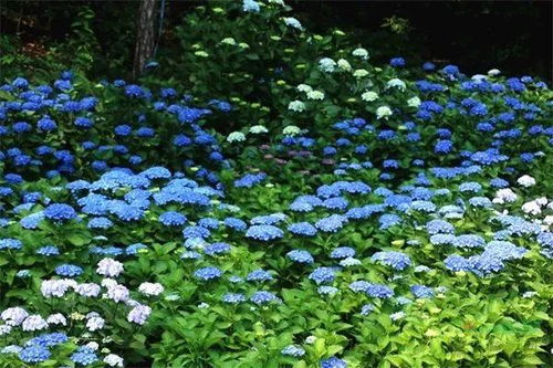 土壤酸碱度：中性为佳