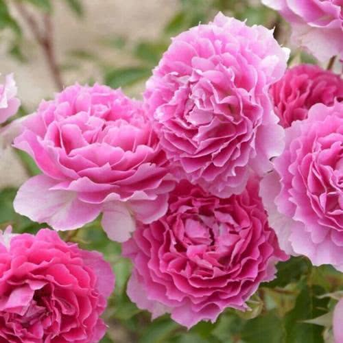 优点与缺点：各有所长