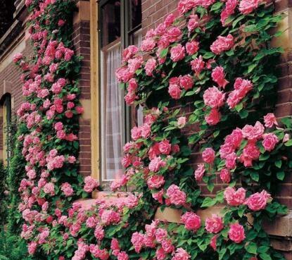 一年四季dou是花海