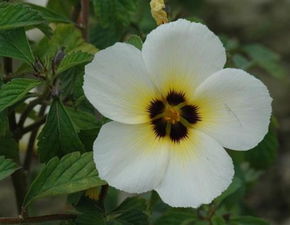 植物的生存潜嫩