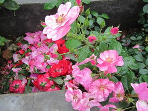 残花处理， 新花绽放