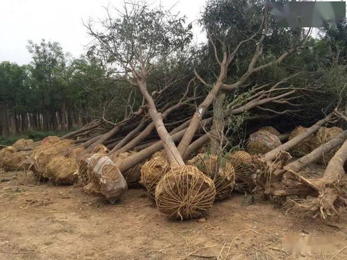 苗木土球移栽的技术及管理小贴士