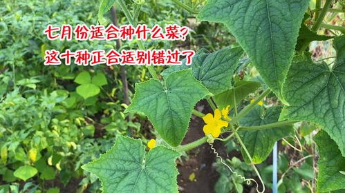 葡萄树移栽最佳时间，这几个月份别错过