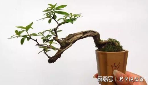 家庭盆栽土，如何有效利用