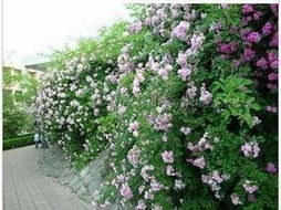 仙境月季，美得不像话！