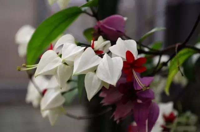 如何在家成功养护丁香花，使其花开繁茂且花期延长