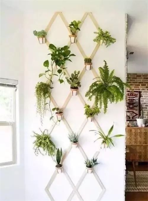 爬山虎的果实与种子