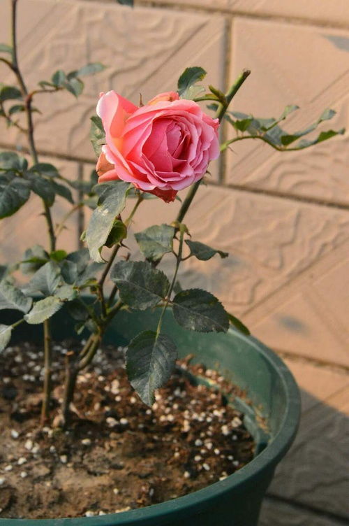 月季花冬天休眠的必要性