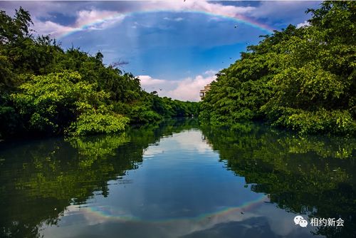 “街头绿荫，树木葱茏