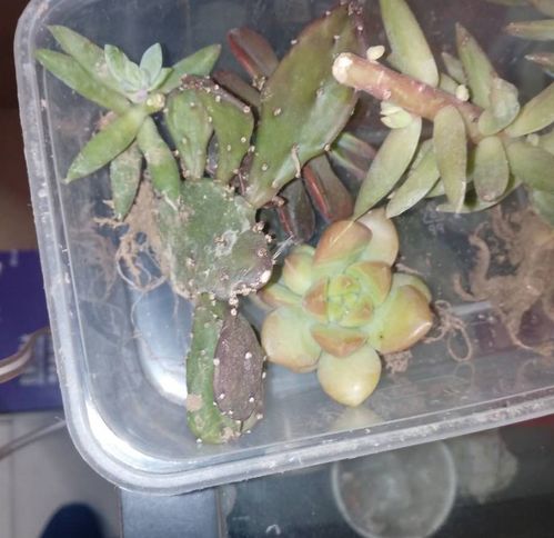 弹簧草配土方法与种植土壤，弹簧草土壤配比及种植技巧