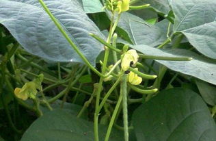 使用除草剂，绿豆田里的那些小事