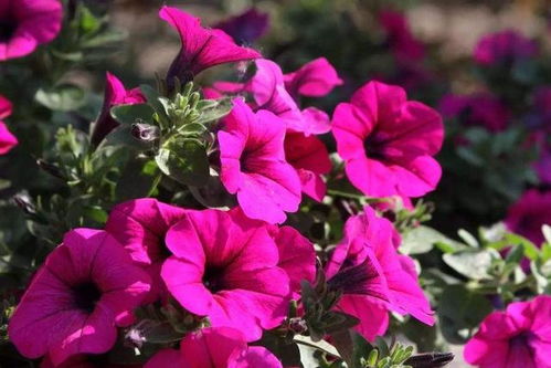 秋天盛开的花朵， 丰富多彩的画卷