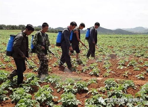 保苗技巧， 冬天播种不是难题