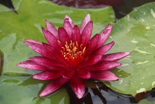 播种过程，就像Zuo蛋糕一样讲究步骤