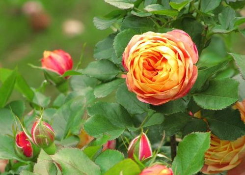 黑斑病害，防不胜防