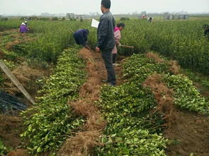 邵阳最大茶油基地：揭秘大茶油苗，品质保证的源头