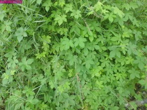 律草：大自然的神奇礼物